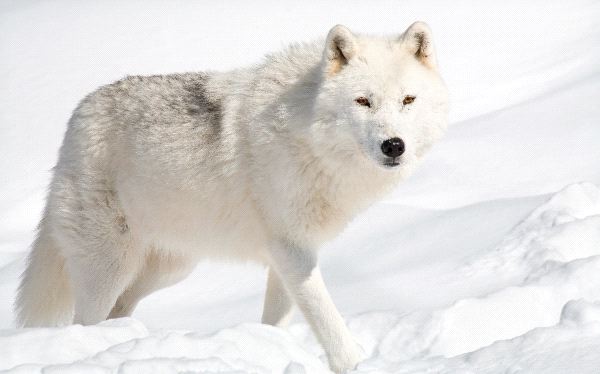 arctic wolf company