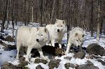 3 Arctic Wolves Standing In The Snow