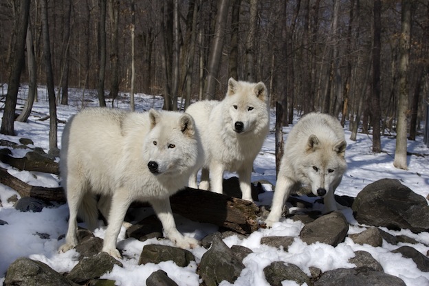 Arctic Wolf pack in their natural habitat