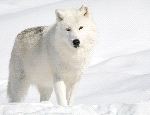 Arctic Wolf In The Snow Looking At The Camera