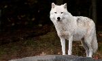 Arctic Wolf Or Polar Wolf