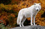 Arctic Wolf Posing On a Rock