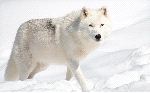 Beautiful Arctic Wolf in Alaska