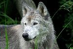 Beautiful Grey Wolf Close Up