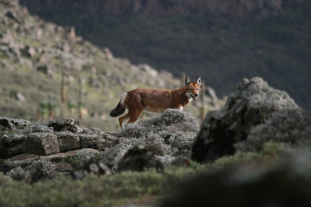 Ethiopian Wolf Facts
