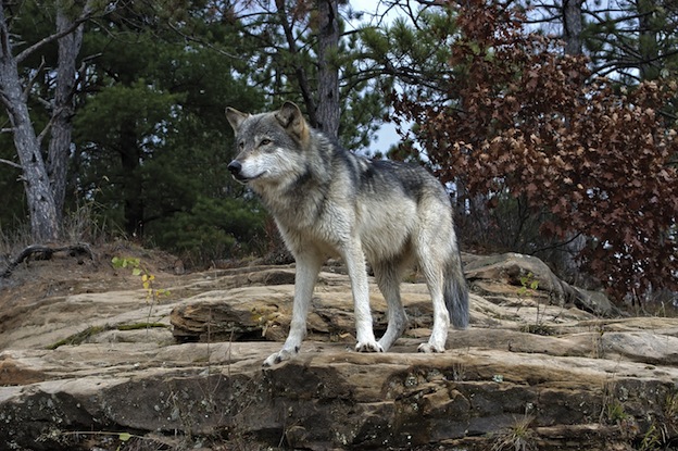 Common Wolf information