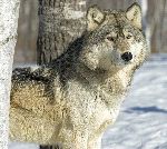 Gray Wolf In Winter Forest