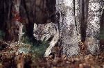 Gray Wolf Prowling In Forest