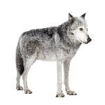 Mackenzie Valley Wolf