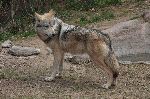 Mexican Wolf In Sonora Mexico