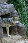 Mexican Wolf Peering Out Of Den