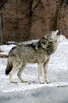 Russian Siberian Wolf Howling