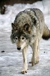 Russian Siberian Wolf In Snow Fields