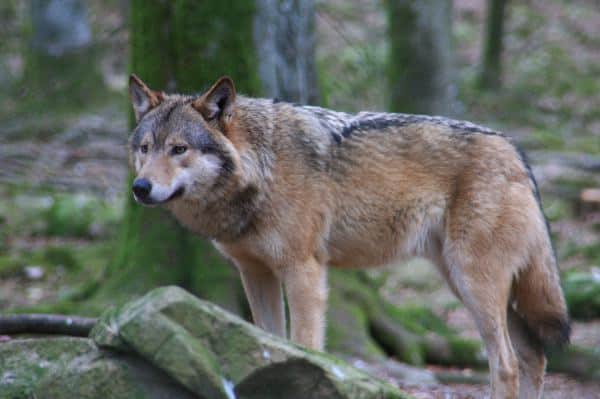 Wolf On Alert - Wolf Facts and Information