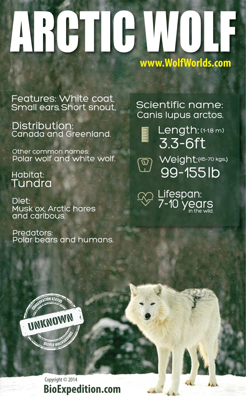arctic wolf company