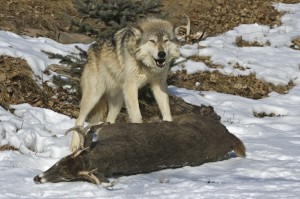 Wolf Feeding