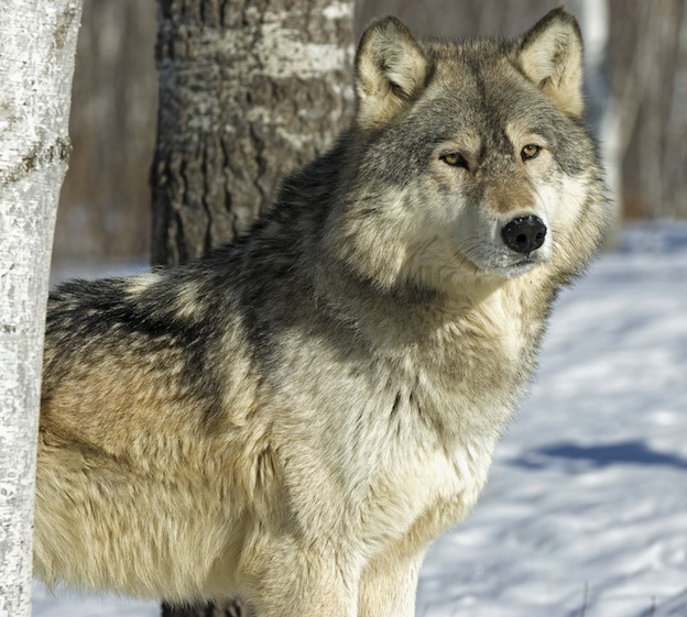 Gray wolf facts