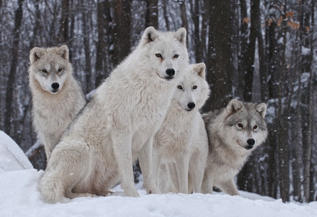 Organización social de los lobos.